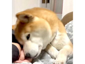 柴犬,動画