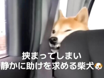 柴犬,動画
