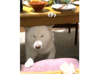 柴犬,動画