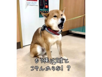 柴犬,動画