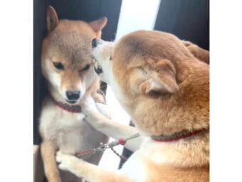 柴犬,動画