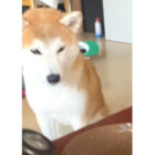柴犬,動画