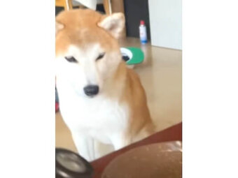 柴犬,動画