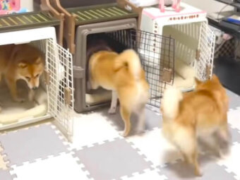 柴犬,動画