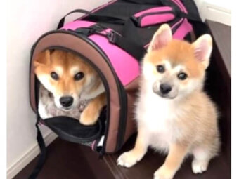 柴犬,動画