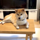 柴犬,動画