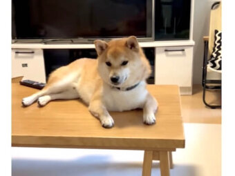 柴犬,動画