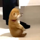 柴犬,動画