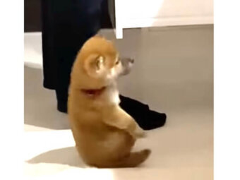 柴犬,動画