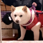 柴犬,動画