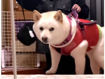 柴犬,動画