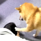 柴犬,動画