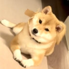 柴犬,動画