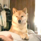 柴犬,動画