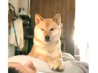 柴犬,動画