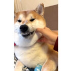 柴犬,動画