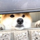 柴犬,動画
