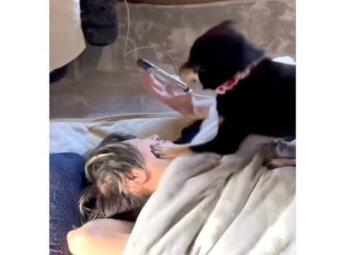 柴犬,動画