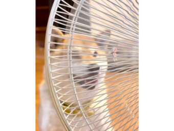 柴犬,動画