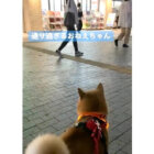 柴犬,動画