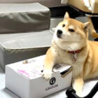 柴犬,動画