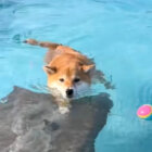 柴犬,動画