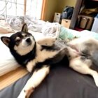 柴犬,動画