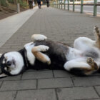 柴犬謎