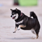 柴犬他の動物