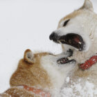 柴犬,北海道犬