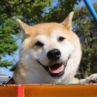 柴犬,緑内障,うにはろ