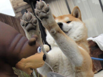 柴犬,肉球