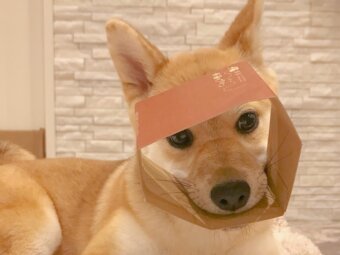 柴犬ひとり遊び