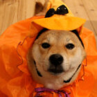 柴犬ハロウィン