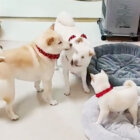 柴犬,じゃれあい