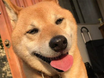 柴犬,ハートマーク