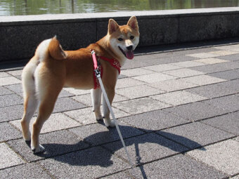 柴犬,シルエット