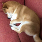 柴犬,ミジンコ寝