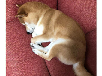 柴犬,ミジンコ寝