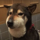 柴犬,YouTube