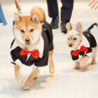 柴犬,リングドッグ