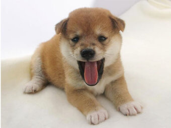 柴犬,垂れ耳