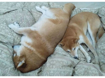 柴犬,巨柴