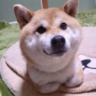 柴犬,香箱座り