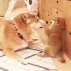柴犬,ピュア