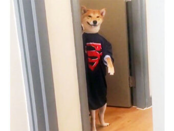 柴犬,人間っぽい