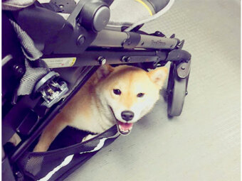 柴犬,ベビーカー