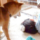 柴犬,遊んでアピール