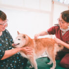 柴犬介護