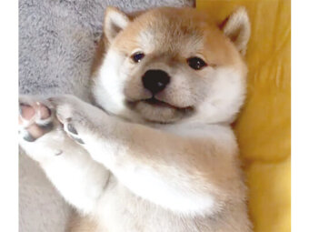 柴犬,Instagram